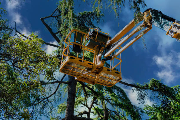 Reliable Philipsburg, MT Tree Removal Solutions