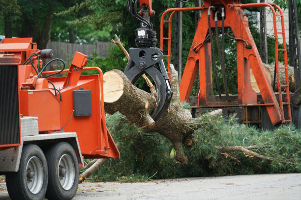 Best Tree Preservation Services  in Philipsburg, MT