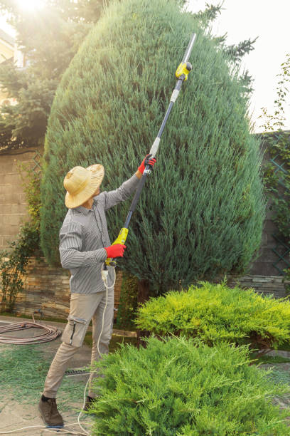 Best Hedge Trimming  in Philipsburg, MT