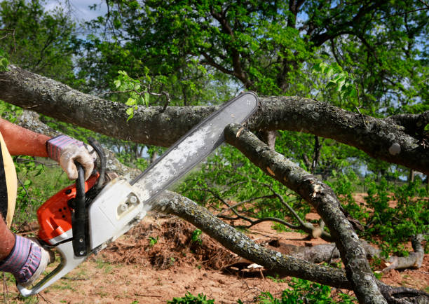 Best Storm Damage Tree Cleanup  in Philipsburg, MT